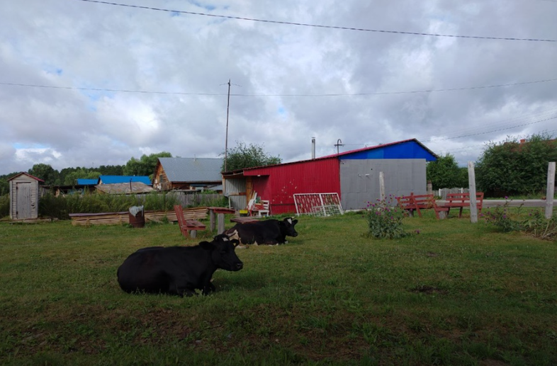 В новосибирских селах изымали только восприимчивый к заболеванию скот