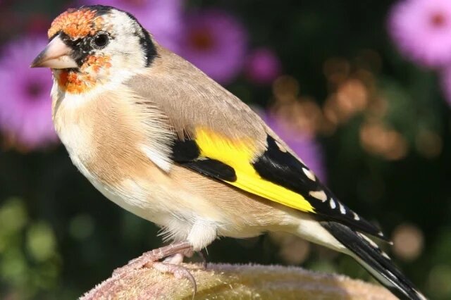    К чему снится щегол?