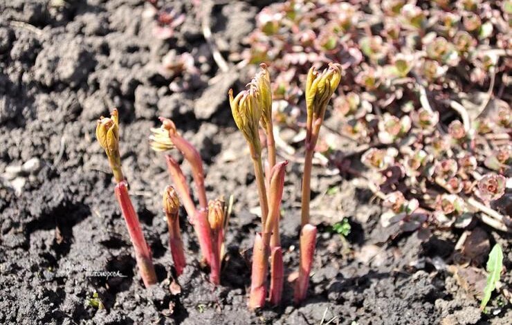 Яндекс. Картинки