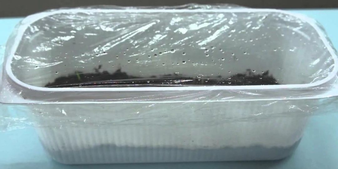 Проверил 4 способа посева бархатцев на рассаду. Один из них губит семена сразу