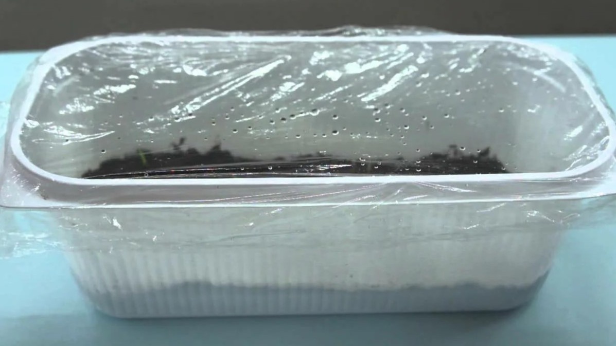 Пленка удерживает влагу и тепло — без нее семена пересыхают в первые же сутки