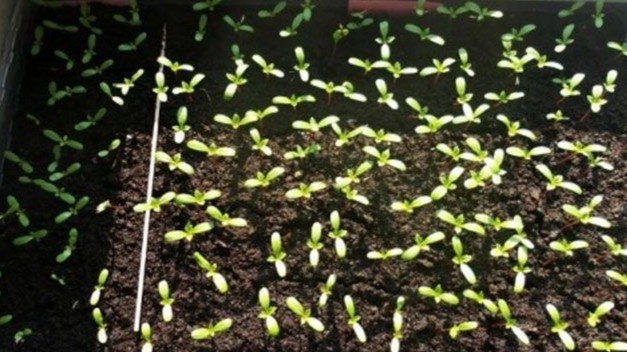 Всходы без присыпки появляются на 2-3 день — корешок хорошо виден на поверхности