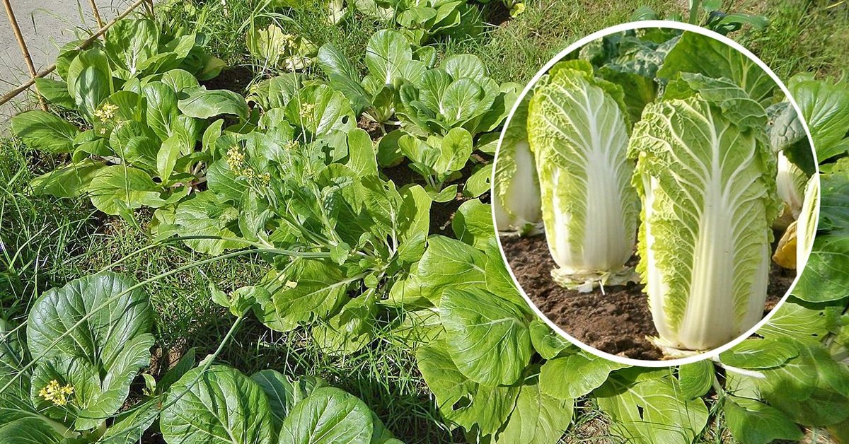 Яндекс. Картинки