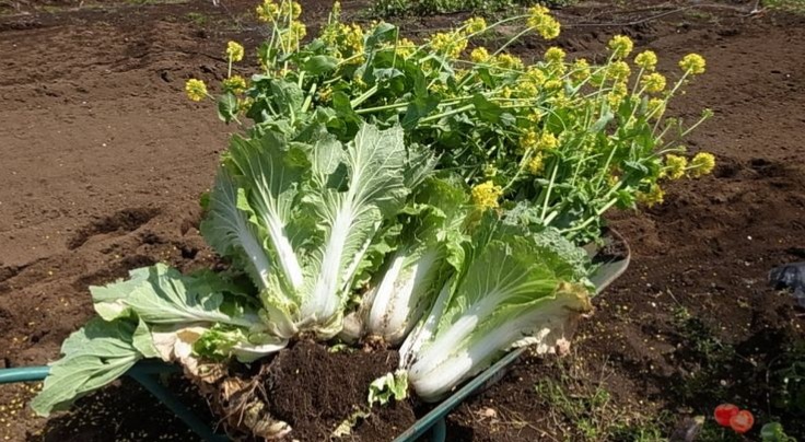 Яндекс. Картинки