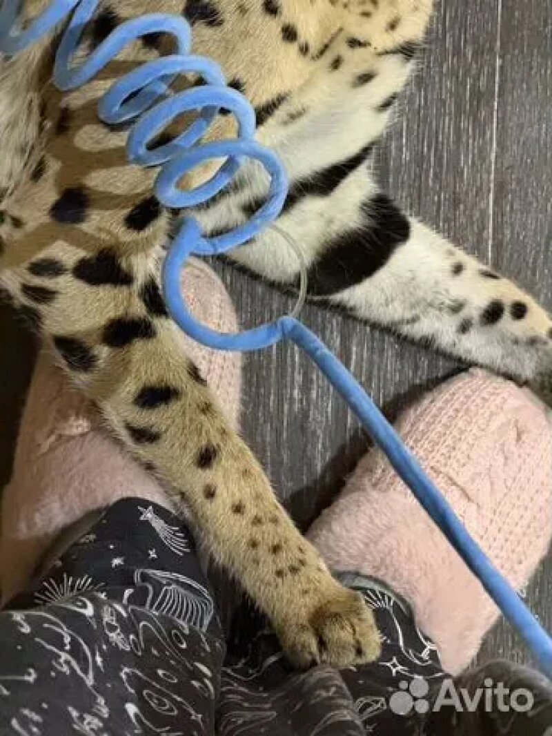 Листайте вправо, чтобы увидеть больше изображений