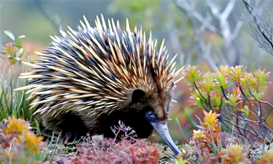 Лат. Tachyglossus aculeatus. Источник фото: stock.adobe.com