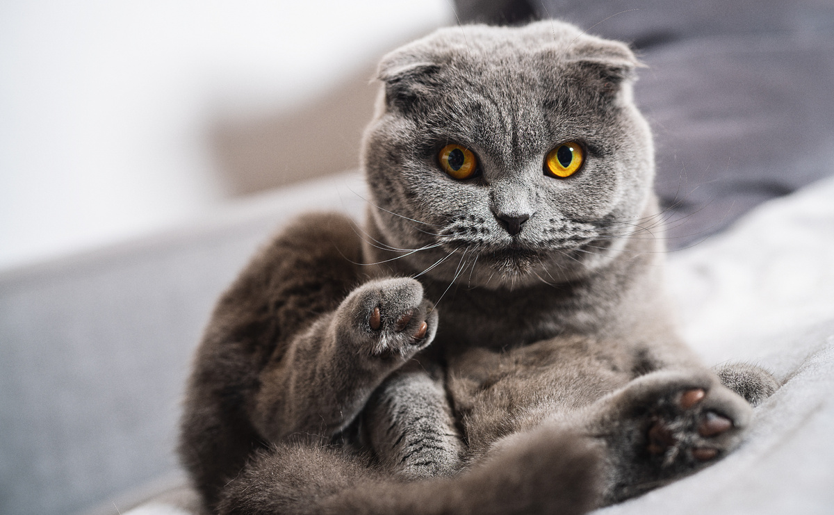 Шотландская кошка