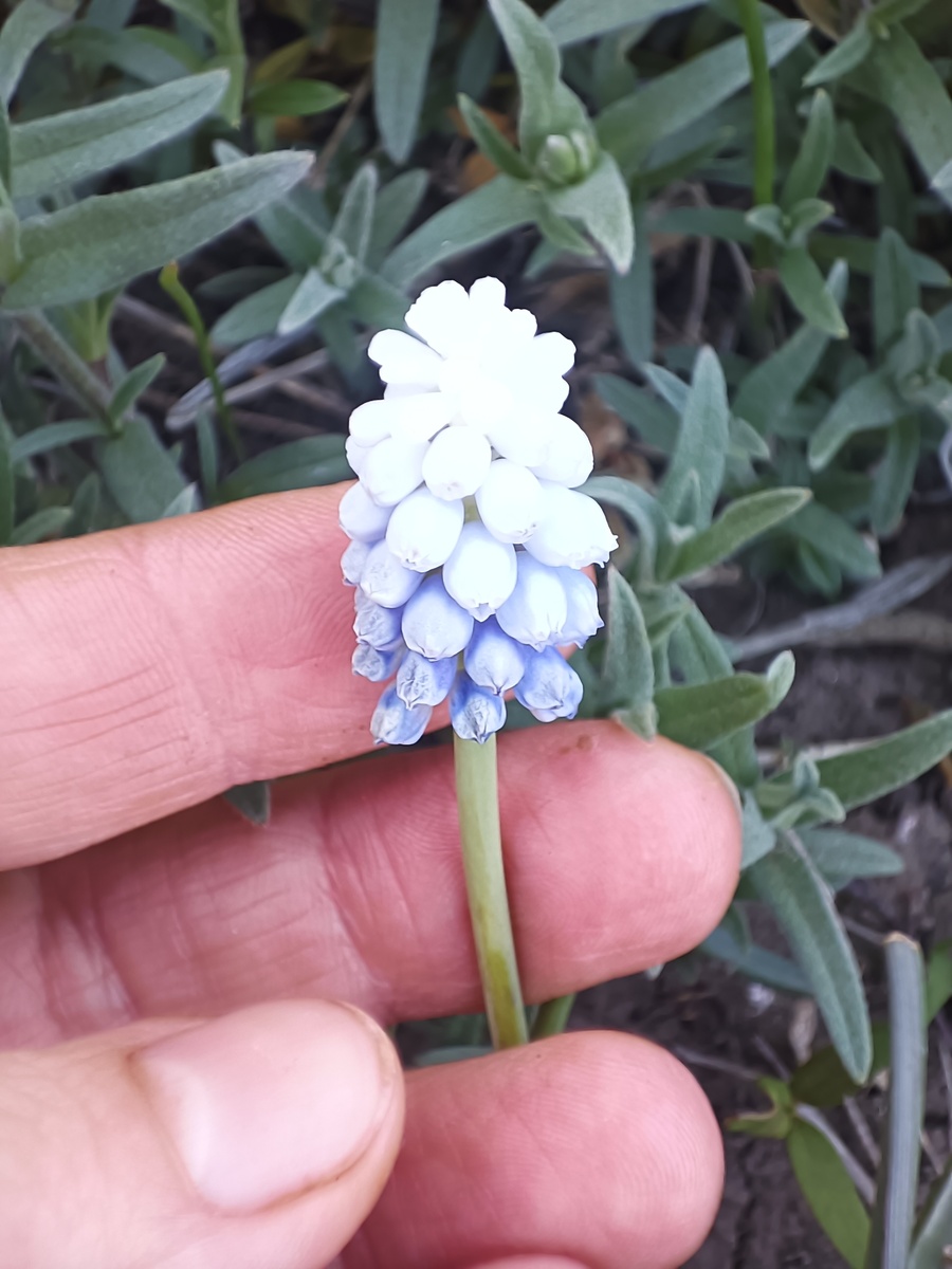 Мускари мои😍