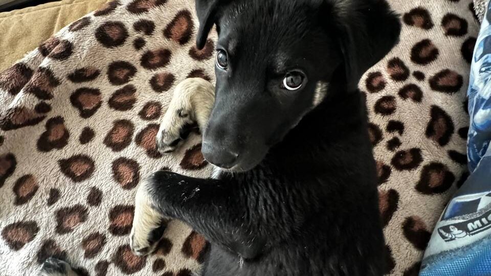 Их судьба была умереть от холода и голода на промзоне, но…