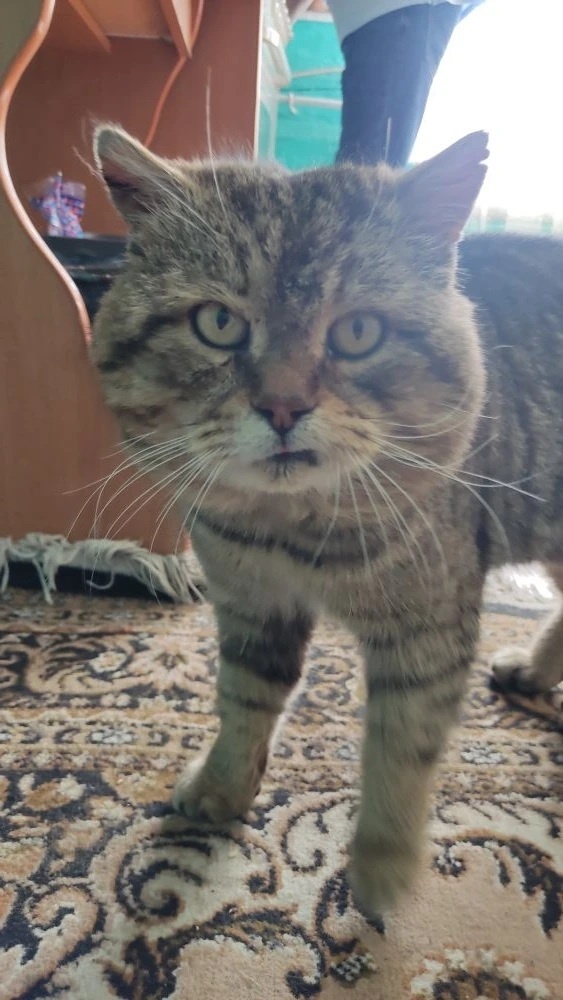     Бала бесәй тешләгәндән һуң вафат булған