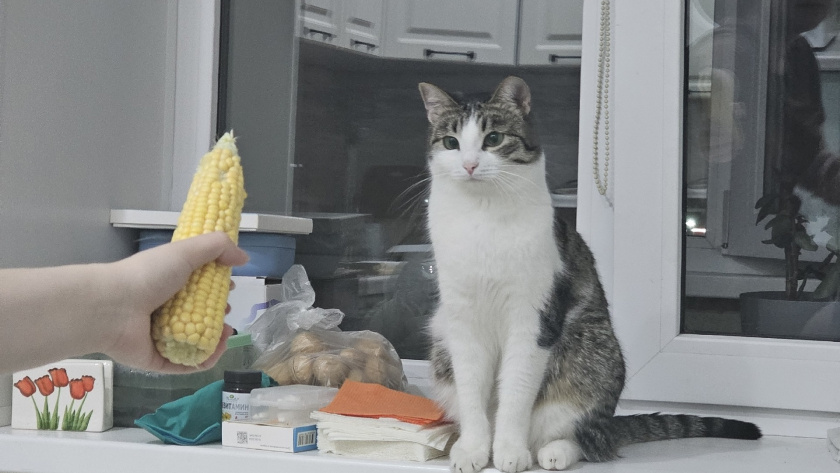    Фото progorod43.ru