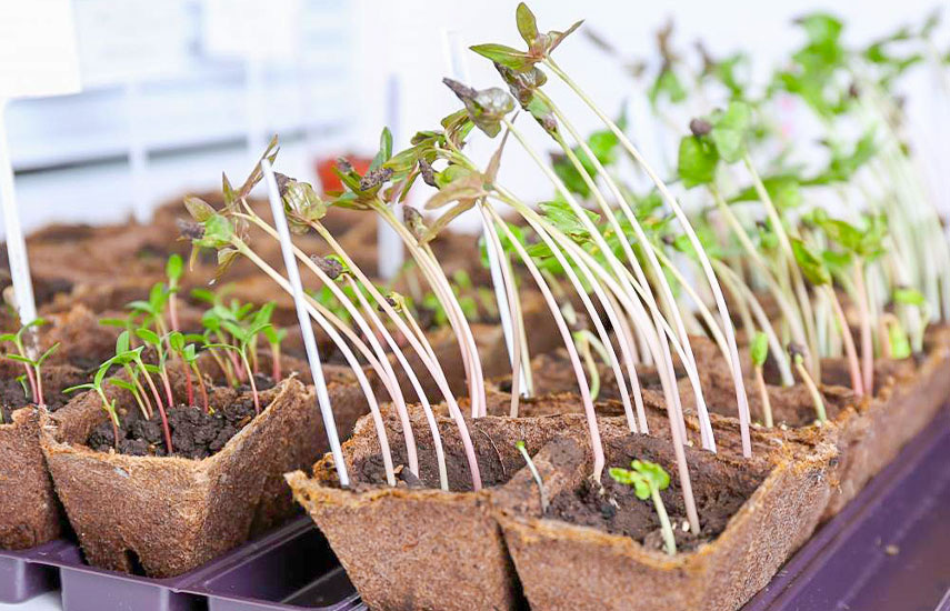 Яндекс. Картинки