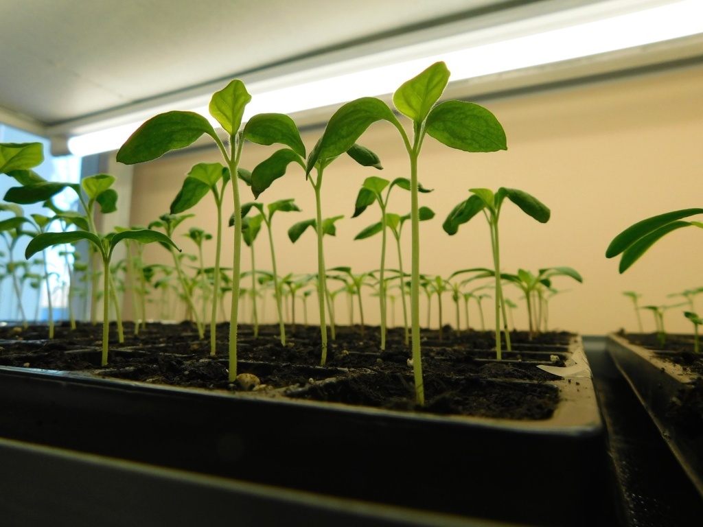 Яндекс. Картинки