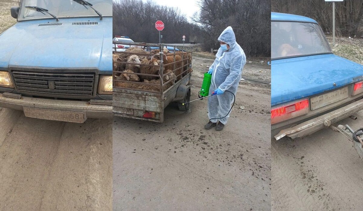     Фото: 36.fsvps.gov.ru