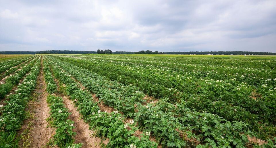    медиасток.рф