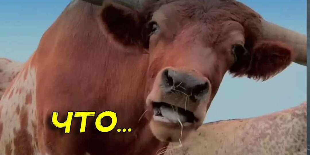 Фермер экспериментировал с быком, пытясь сделать из него корову. Деревенский детектив