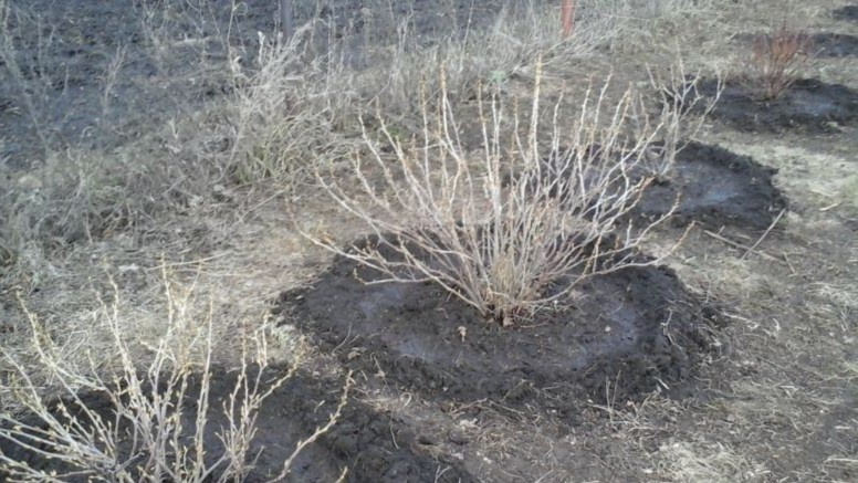 Весенняя подкормка смородины работает в 2 этапа. Крыжовник кормлю по той же схеме