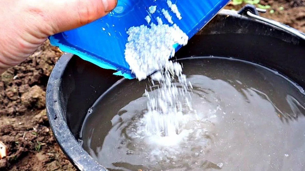 Растворяю мочевину в ведре воды и поливаю приствольный круг. Никакого сухого рассыпания.