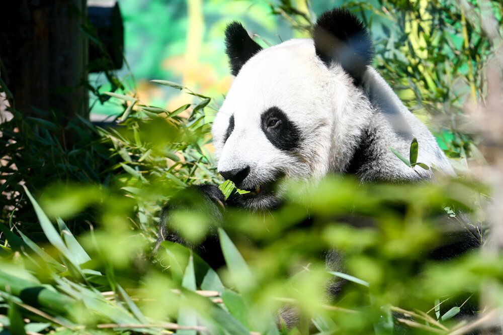    ©Агентство городских новостей "Москва"