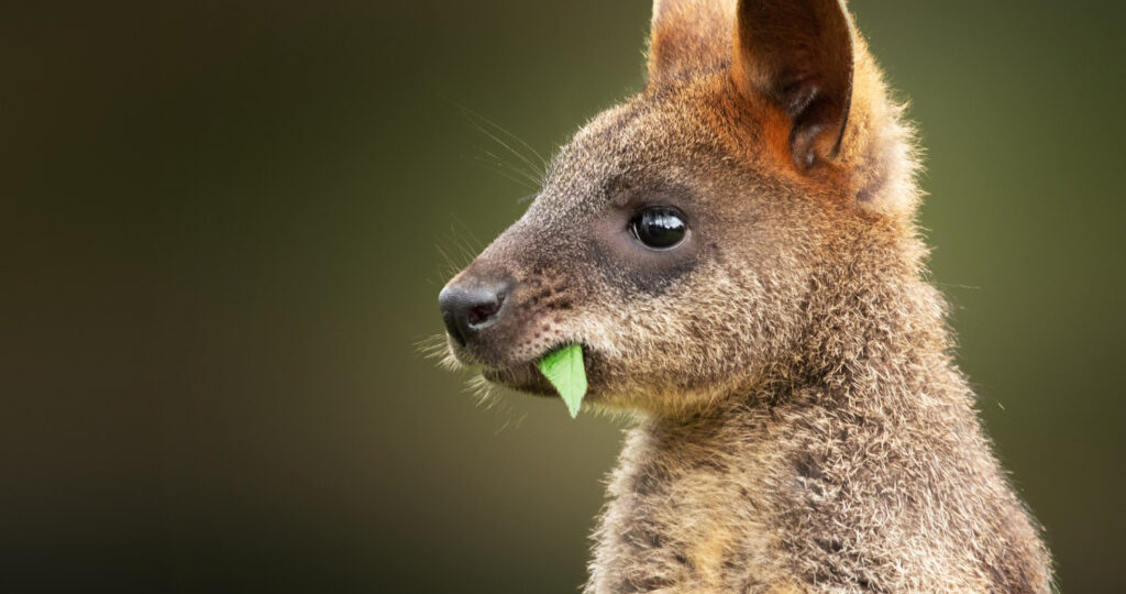 Новая Зеландия NZeTA: кому нужна электронная виза и как ее получить быстро.