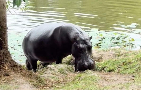 Это или Лили, или Беби - различать их я не научилась ))