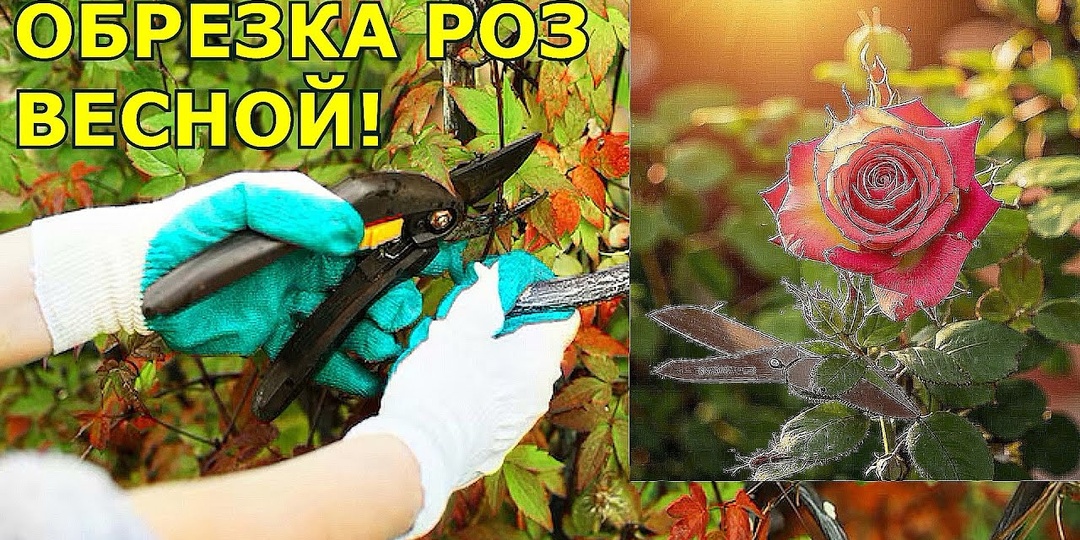 Как обрезать розы в апреле, чтобы им не навредить