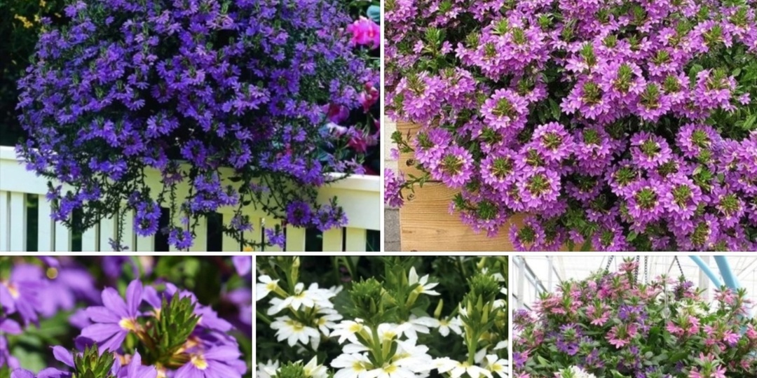 Сцевола фея-цветок.