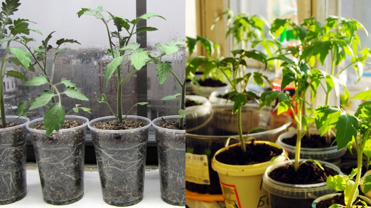 Слева — 200 мл, корни уже идут по кругу. Справа — 500 мл, корневая система развивается свободно