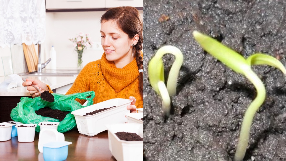 Два семечка в стакане — страховка от пустой тары. Слабый сеянец уберу ножницами, не выдергивая