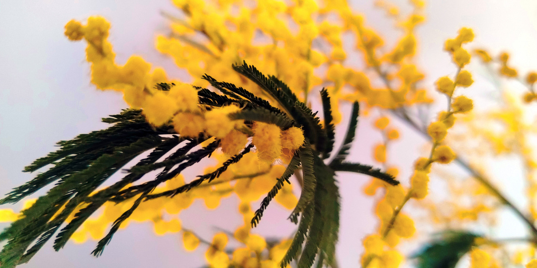 Агни-Йога о профилактике и "огненной самодезинфекции"