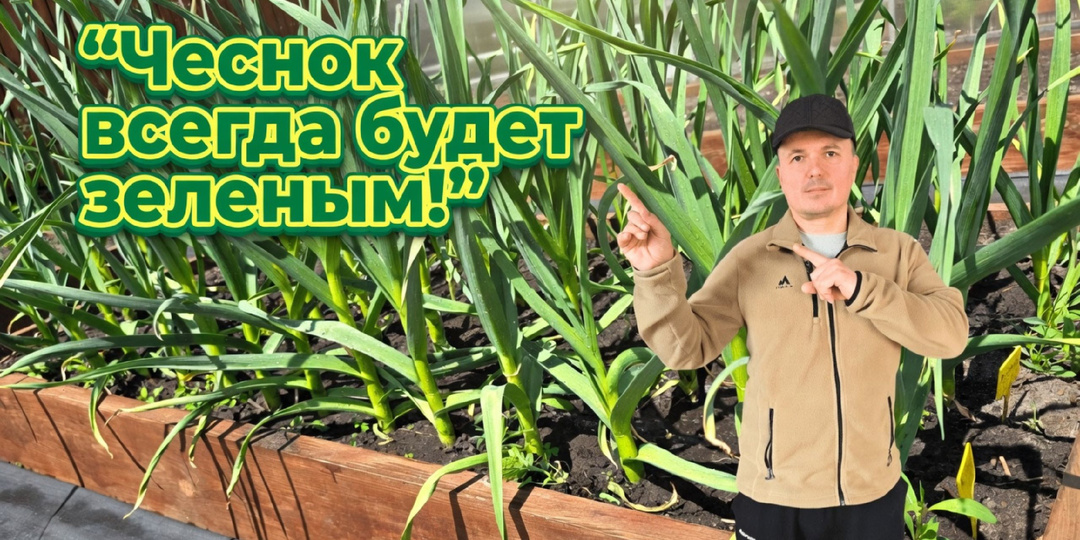 Идеальная весенняя подкормка озимого чеснока: 2 простых компонента, которые превратят желтеющие перья в мощные головки