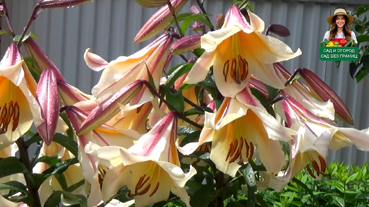 Цветы Лилии. 