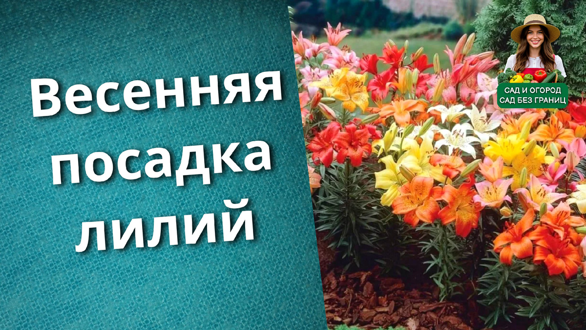 Лилии весной.