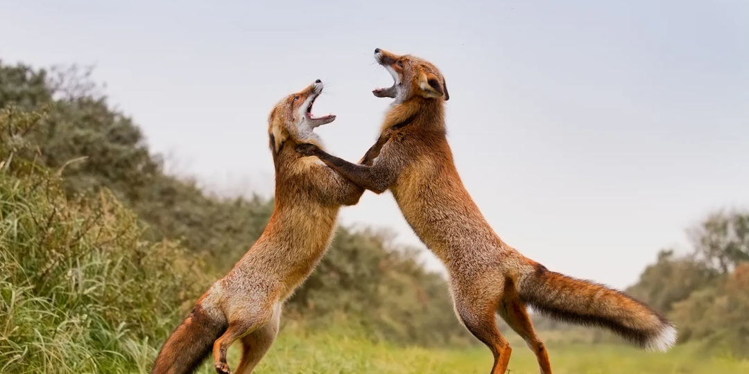 Лисьи свадьбы: Как рыжие плутовки хитрят даже в брачный сезон?