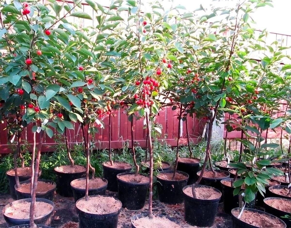 Фотография из интернета