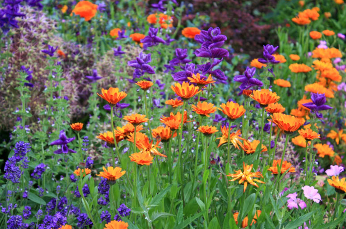 Давайте честно: к середине дачного сезона руки уже не так горят что-то героически пропалывать, а глаза требуют красоты без напряга. Если вы тоже цените момент, когда сад выглядит дорого и ухоженно, но при этом не высасывает все силы, присмотритесь к рабочей лошадке ландшафтного дизайна.