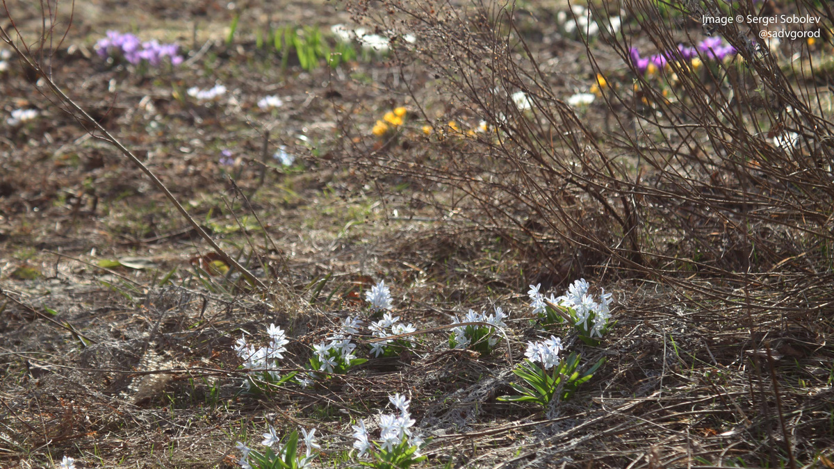 Сейчас смотрю с некоторых позиций на цветник и вспоминаю цветущие горные луга... Очень радует меня такая картинка, хотя многим, наверное, покажется, что здесь полный хаос.