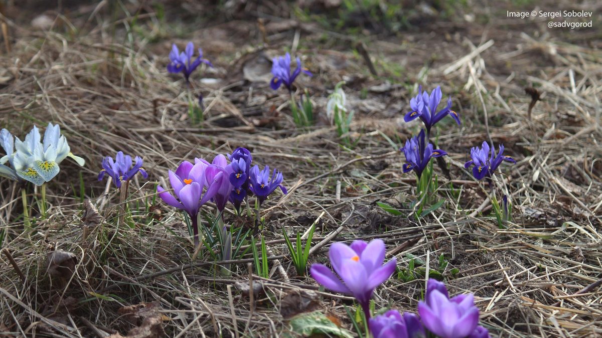Поляны шафрана и иридодиктиумов. 3 фото.