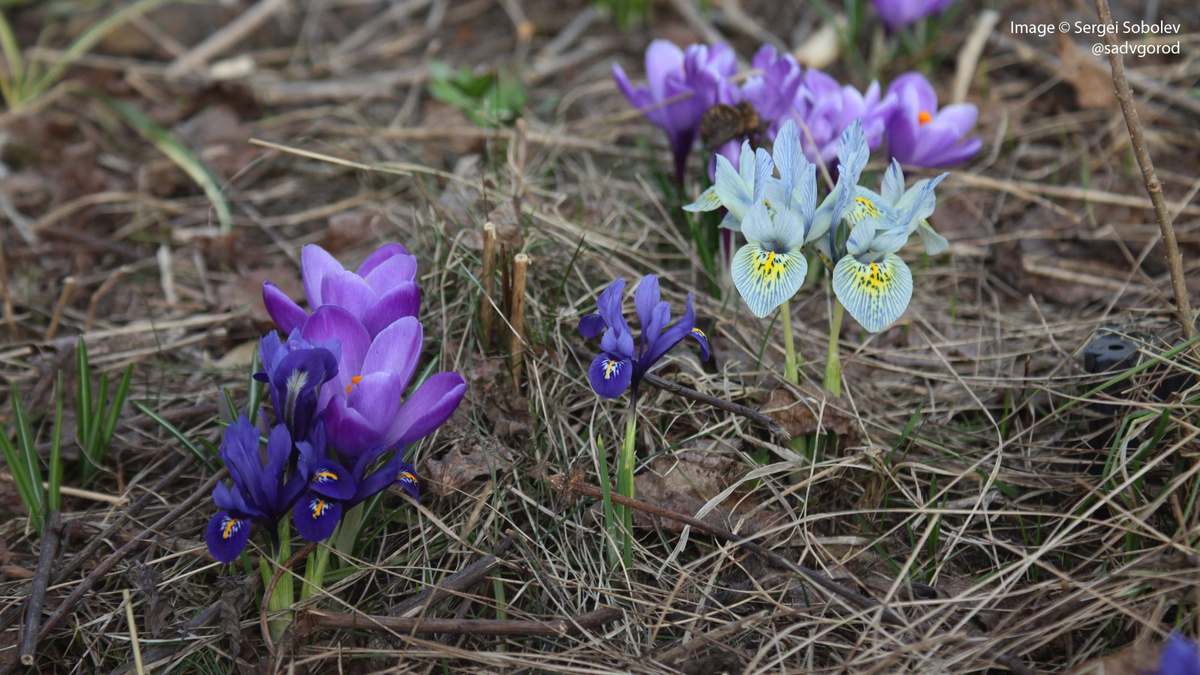 Сетчатые ирисы были посажены из уценённых после 8 марта кашпо, которые мне удалось взять в большом количестве в Ашане 4 года назад. Сорта неизвестны, но Катарину Ходжкин ни с чем не перепутаешь!