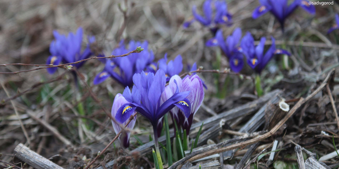 Садовый дневник 27.03.2026