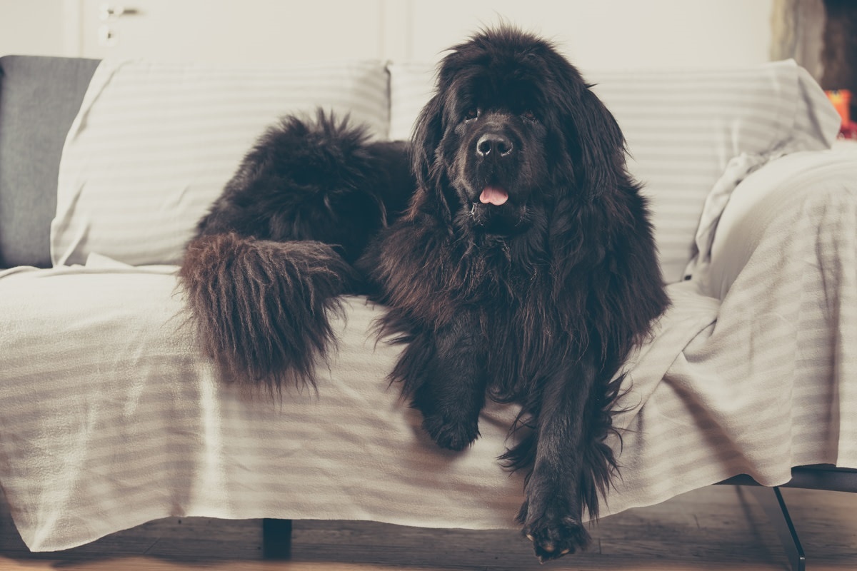 Фото с сайта: https://www.yahoo.com/lifestyle/adorable-newfie-throws-epic-tantrum-210500111.html