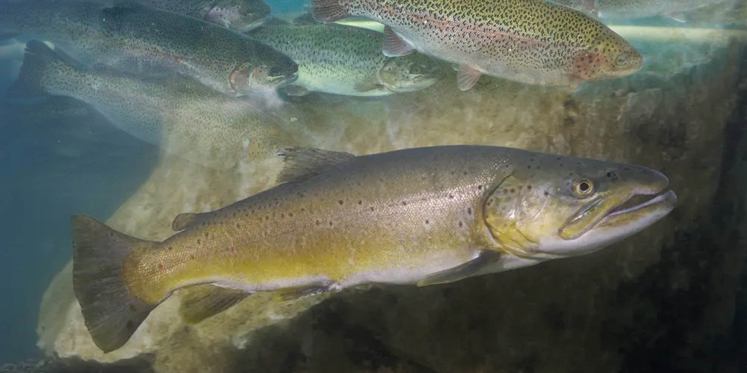 В Волге обнаружили 10 новых видов рыб: это значит биоинженирия природы?