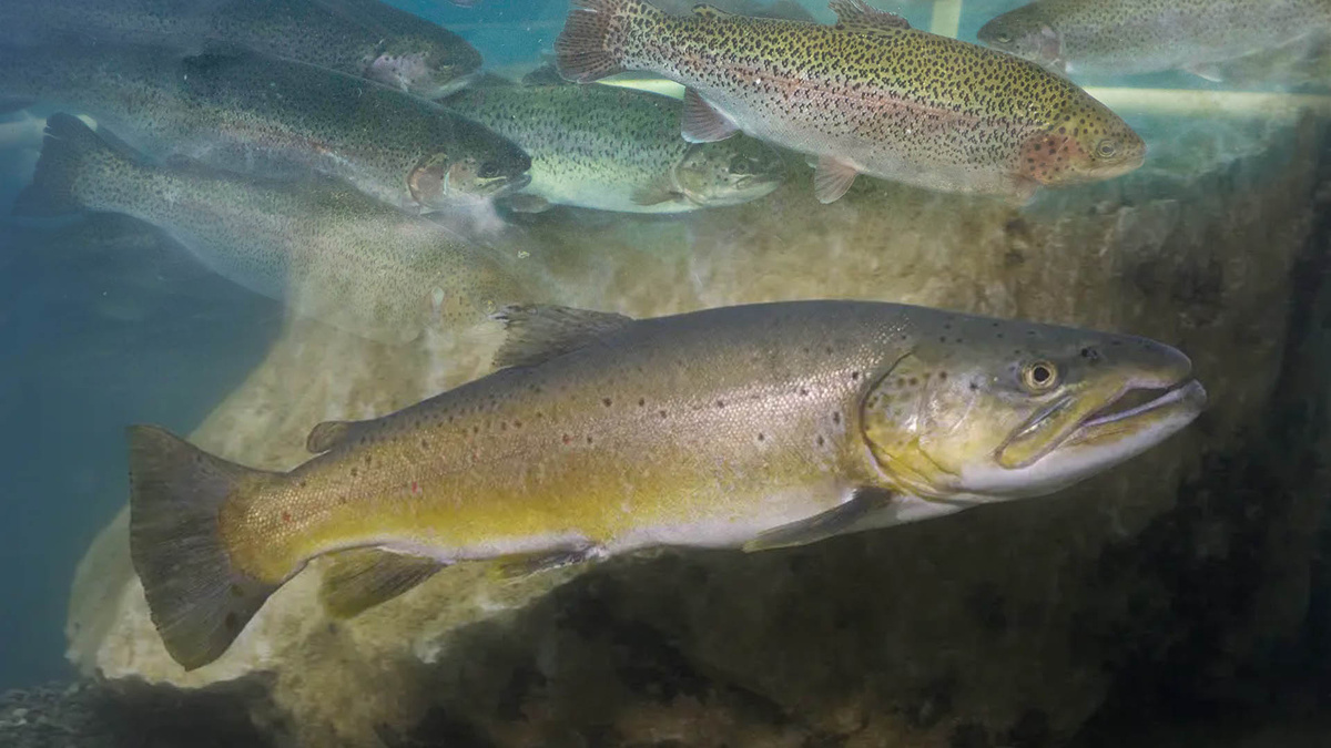 Salmo (лососевые)
