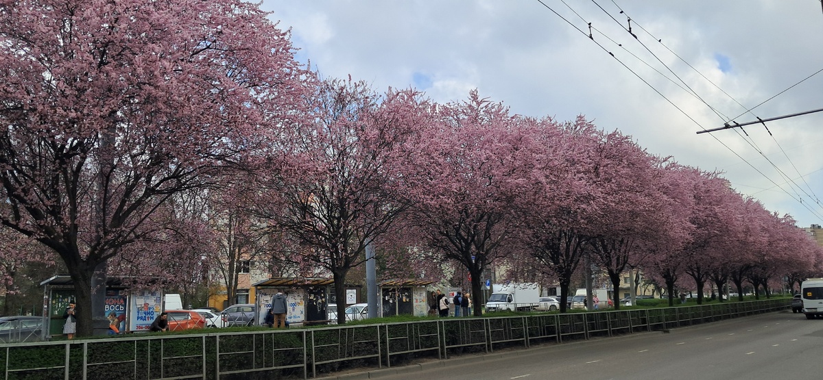 Фото с аллеи сделано мужем автора и относятся к семейному архиву © 