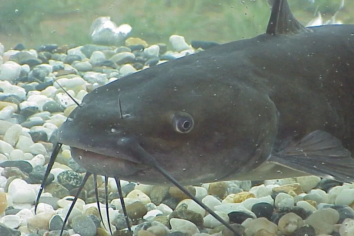 Фото с сайта: https://www.aquitaineonline.com/actu-news/france/la-france-ne-remercie-par-les-etats-unis-pour-lui-avoir-fait-cadeau-de-cet-animal-increvable-de-1-5-kg-qui-resiste-meme-dans-des-eaux-sous-14-degres.html