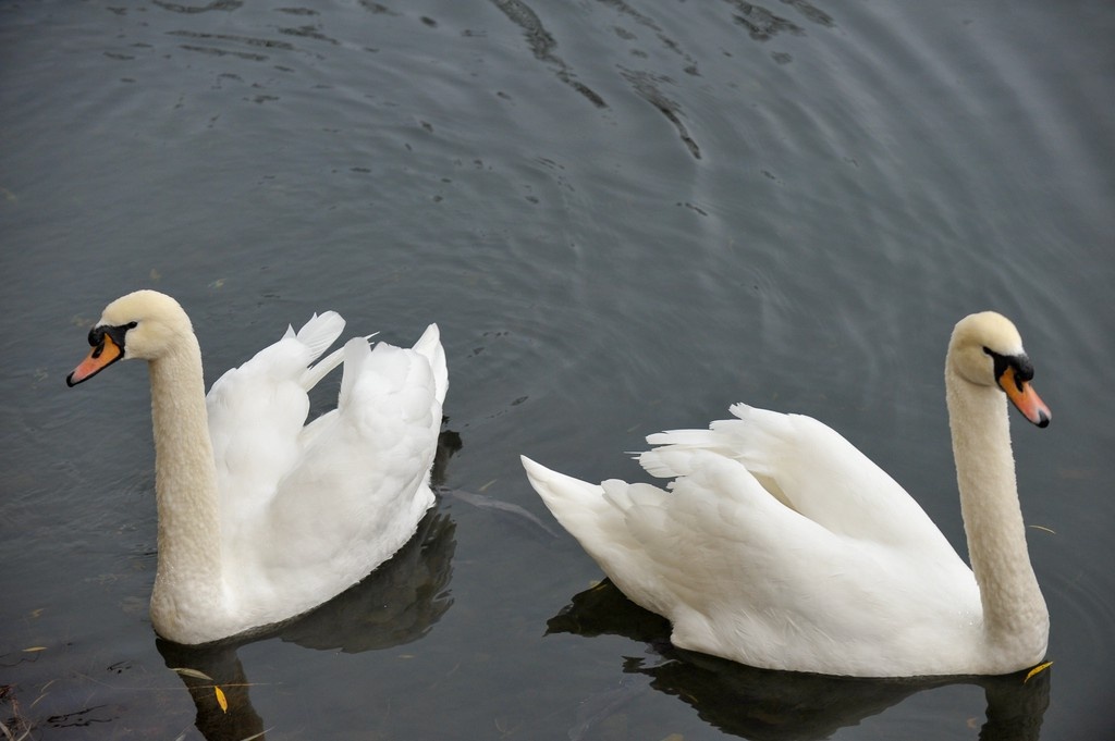    Фото © Александр Авилов / АГН «Москва»