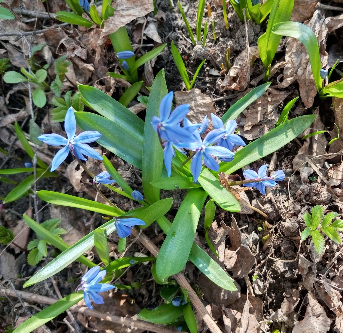 Первые цветы этой весной 