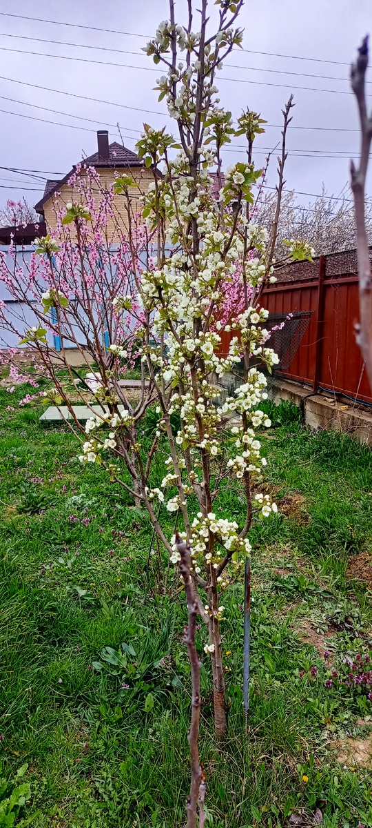 Груша расцветает