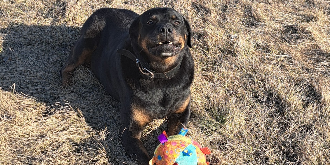 Собака из приюта - жалеть или...