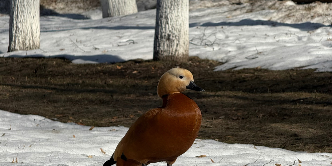 Где погулять в выходные? Найдено тихое и спокойное место — Николо-Угрешский ставропигиальный мужской монастырь.